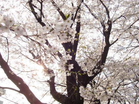 sakura2008.jpg